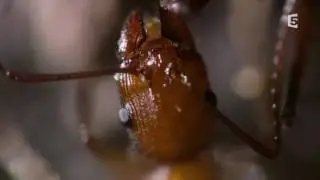 Fourmis  game over  deratiseur desinsectiseur lyon france5