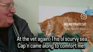 Our one-eyed orange cat appreciated foster grandad at his vet visit.#catshorts #fostercat #catlovers