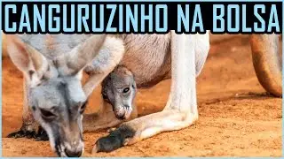 Canguru Vermelho - Os maiores do mundo - Portal Da Aventura - Cavallini
