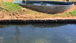 Chalk Stream Trout, Hampshire, England