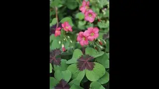 Τετράφυλλο τριφύλλι - Oxalis tetraphylla