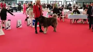European Dog Show Paris 2022 - Caucasian Shepherd - Male Champion Class + CACIB - R CACIB