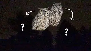 Literally Midnight Owls (ASMR) (Great Horned Owl Sounds)