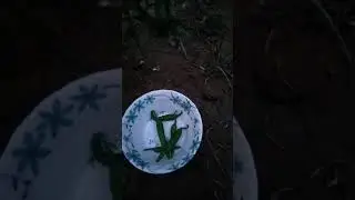 #greenchilli #spices #youtubeshorts #cat #viralvideo #love #health #wealth #care #family #trending