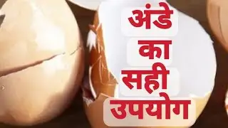 Egg shells benefits in dog diet