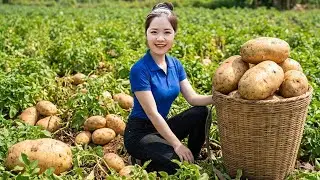 Harvesting 1000+KG of forgotten giant POTATOES - Cooking traditional dishes.