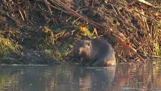 A North American Beaver grooms at its northern USA Beaver lodge