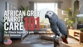 African Grey Parrot Care 101: The Ultimate Beginner&rsquo;s Guide (USA) | Buttmezian