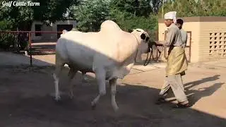 #Dhani Bulls Lover And Full Shooter bull And Gulf Cattle Farm And #Havest Dhani Bulls #Mandi Update