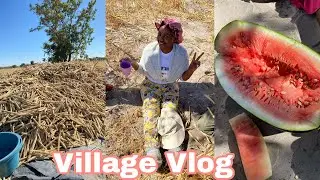 Village Vlog| Harvesting| Namibian Youtuber | Kaino