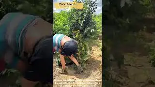 The process of preparing a large Forsythia shrub for transplant