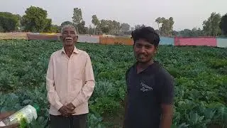 Gobhi me galway krisham g NPK ka bahtrin result bulandshahar 8433102660