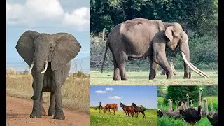Elephants, Horses and Ostriches | How many gaits do they have?