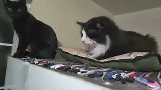 My stray cat named Tuxedo is having a breathing difficulty sometimes. What could this be? Any idea?