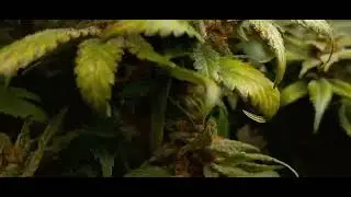 Vale tudo round 2(Gsd F5 (Vintage Mendo Purps x Kimbo kush)) end of week 7