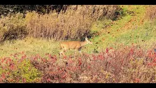 Doe Estrous Sounds