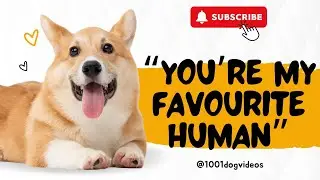 6 Signs Your Dog Loves You | How Dogs Show They Love You #dog #doglover  #yourdog