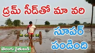 డ్రమ్ సీడ్ వరి.. కోతకు ముందు & కోసిన తర్వాత.. | యువరైతు రాగి మురళి | తెలుగు రైతు బడి