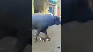 #pakistanibull #indianking #cow #pakistanibullrace #bull