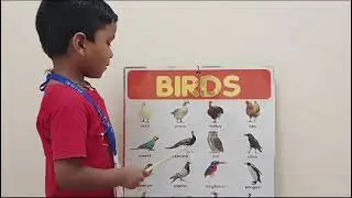 Chohan | Birds Names In Hindi | Rise Play School Kakinada.