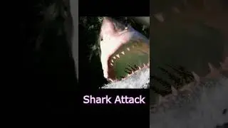 Shark Week at Indigo Park (Chapter 2 spoilers)