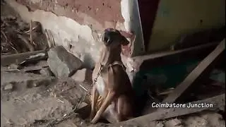 Kombai Breed - The Indian Rotweiler