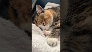 25 Year Old Sleeping Cat 😲 Looks Like a Kitten