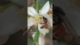 Entomophily