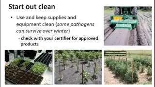 Organic Tomato Foliar Pathogen IPM