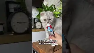 Как правильно чистить зубы кошке #кот #коты #shorts