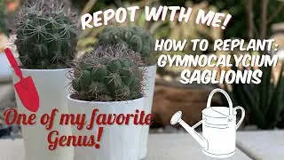 67: Series: &ldquo;From The Potting Bench&rdquo; How To Repot Gymnocalycium saglionis!