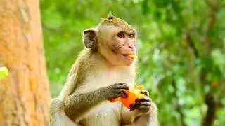 Jana monkey look very so hungry