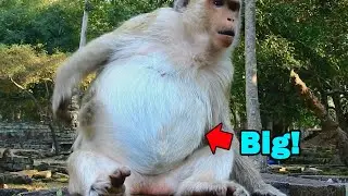 Pregnant monkey Briget nearly to give birth for few day more, and now she difficult to sit and walk