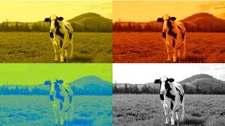 FUNNY COWS. COFFIN DANCE. EXE 4 COLORS 4 MUSIC
