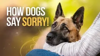 How Do Dogs Apologize To Humans