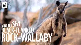 Meet The Shy Black-Flanked Rock-Wallaby | WWF-Australia
