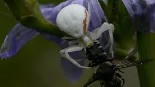 Цветочный паук / Misumena Vatia