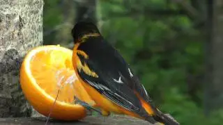 Northern/Baltimore Oriole male eating an orange