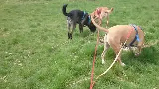 Ressourcenverteidigung in der Hundegruppe