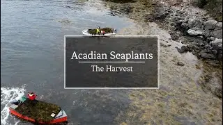 Acadian Seaplants - The Harvest