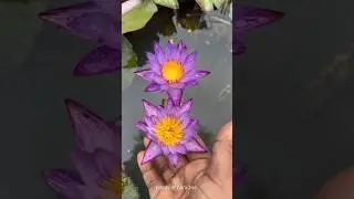 Lindsay wood #tropical #viviparous #waterlily #flowers #garden #youtube