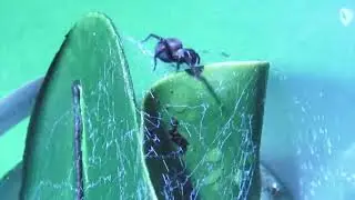 Badumna Insignis Black House Slo Mo