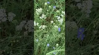 Wild Blue Flax flowers are still blooming new flowers 3 weeks later