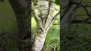 Nothofagus betuloides, Magellan's beech or guindo