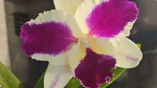 Super haul from various orchid shows #God #love #light #nature #peace #orchid 