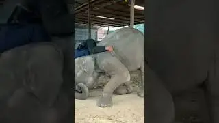 baby elephant Rani training #Shorts#