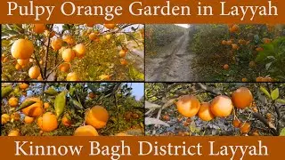 Oranges Garden | Kinnow ka bagh District Layyah Pakistan | Adeel Nisar