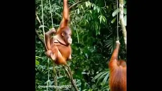 atmosphere of protected forests and forest people #SHORT #VIRALVIDIOE #FOREST