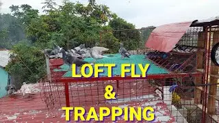 LOFT FLY + PIGEON TRAPPING