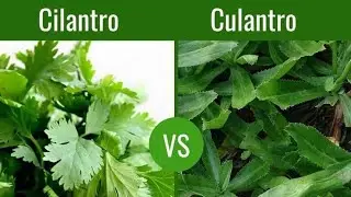 Pocket Saving Mexican/ Belati Coriander (Cilantro vs Culantro)